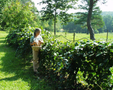 Training and Grants for Value-Added Food Product Marketers Image